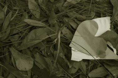 Photo: Creative Commons